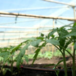 Seguridad Alimentaria en el Departamento del Meta